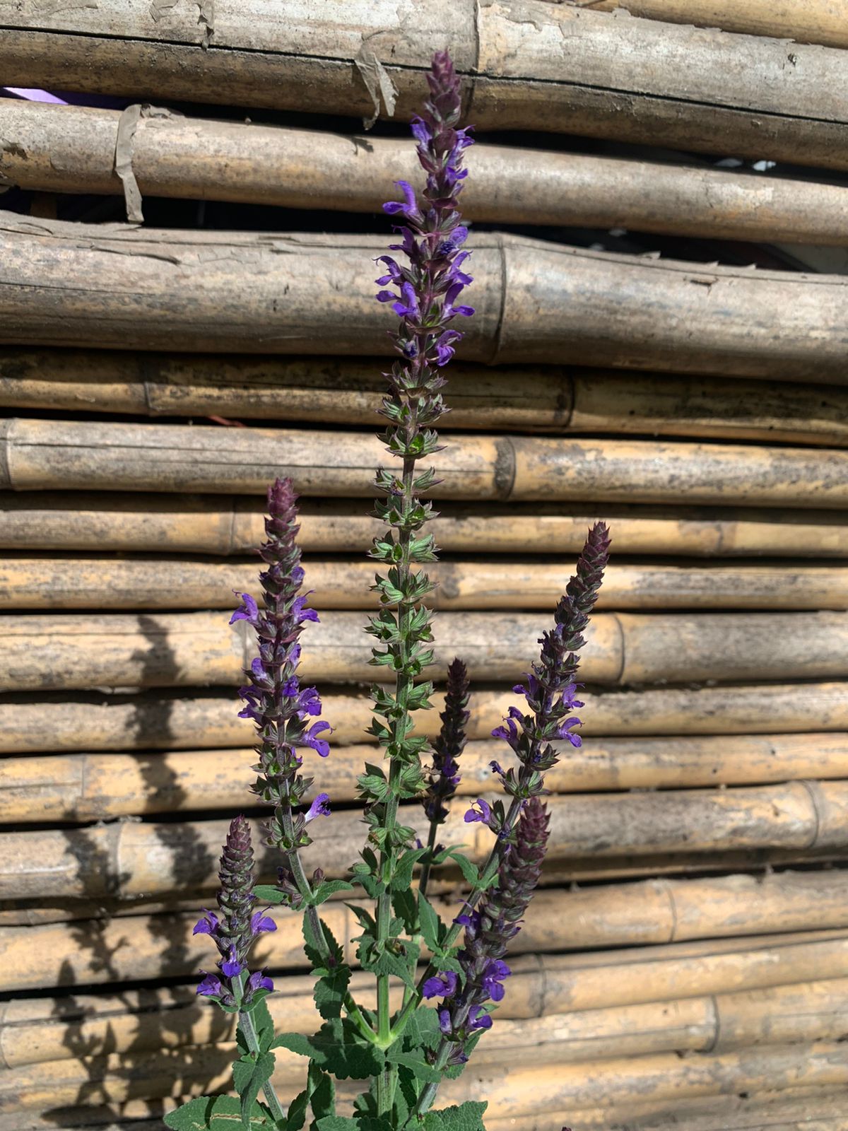 Salvia Nemorosa lila