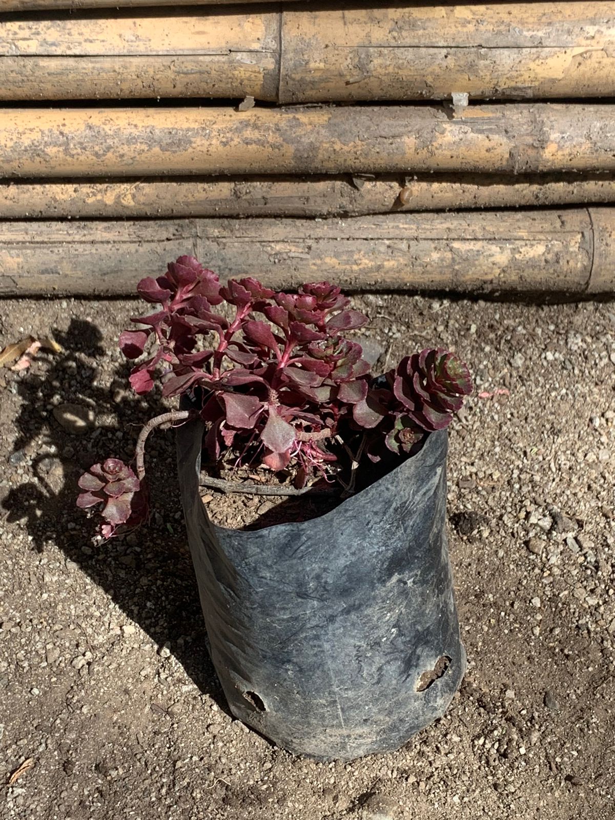 Sedum rojo