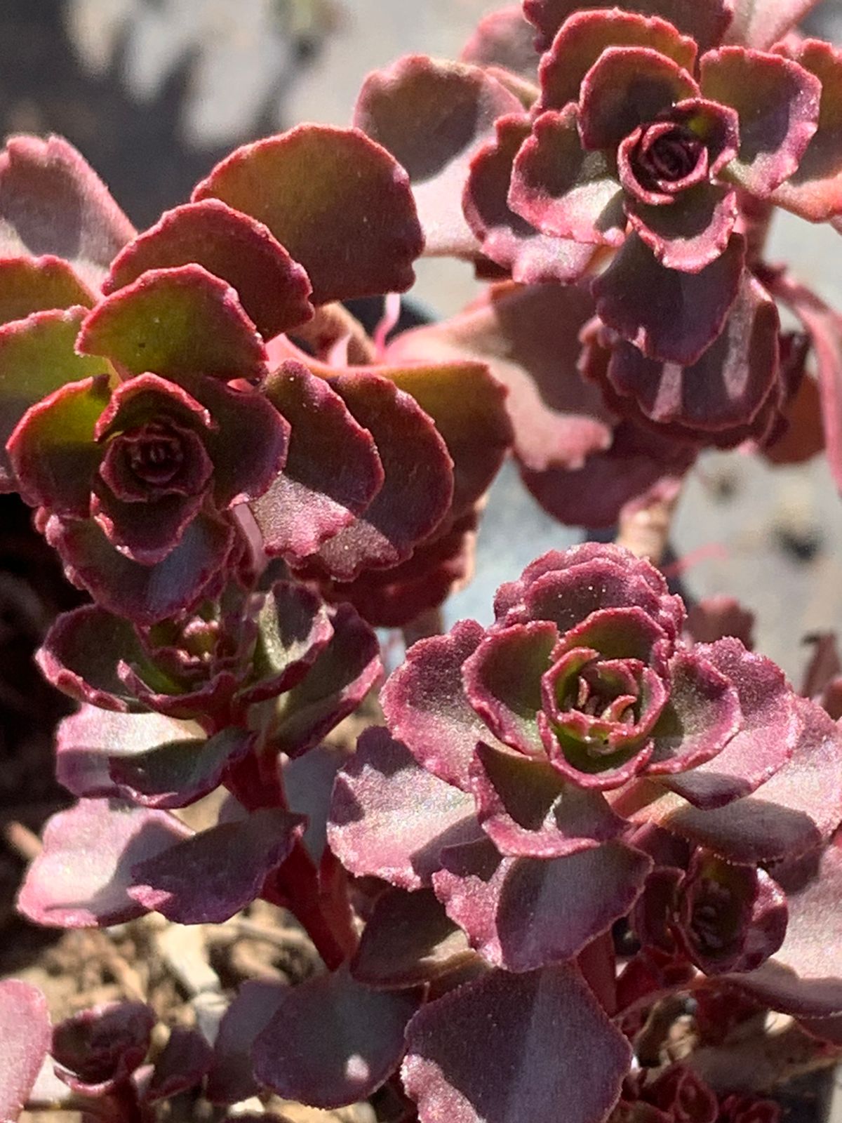 Sedum rojo