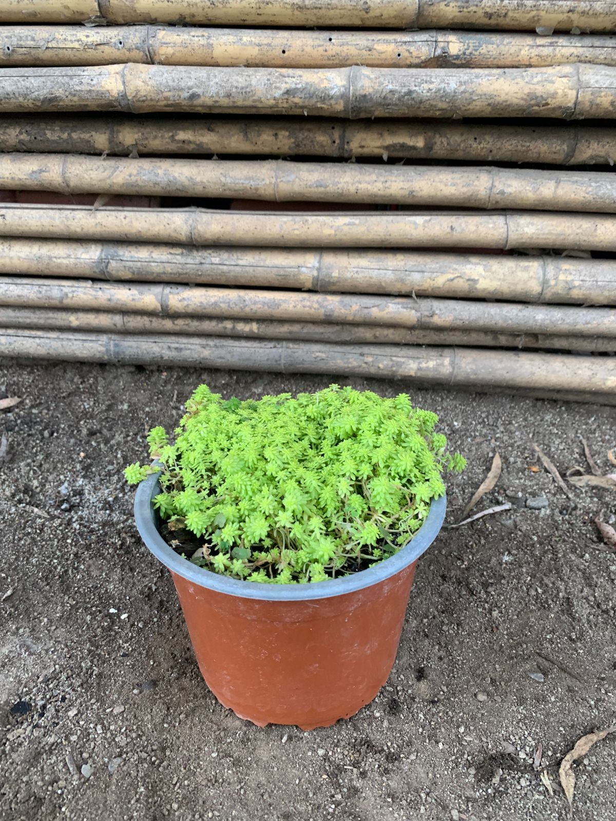 Sedum tokio