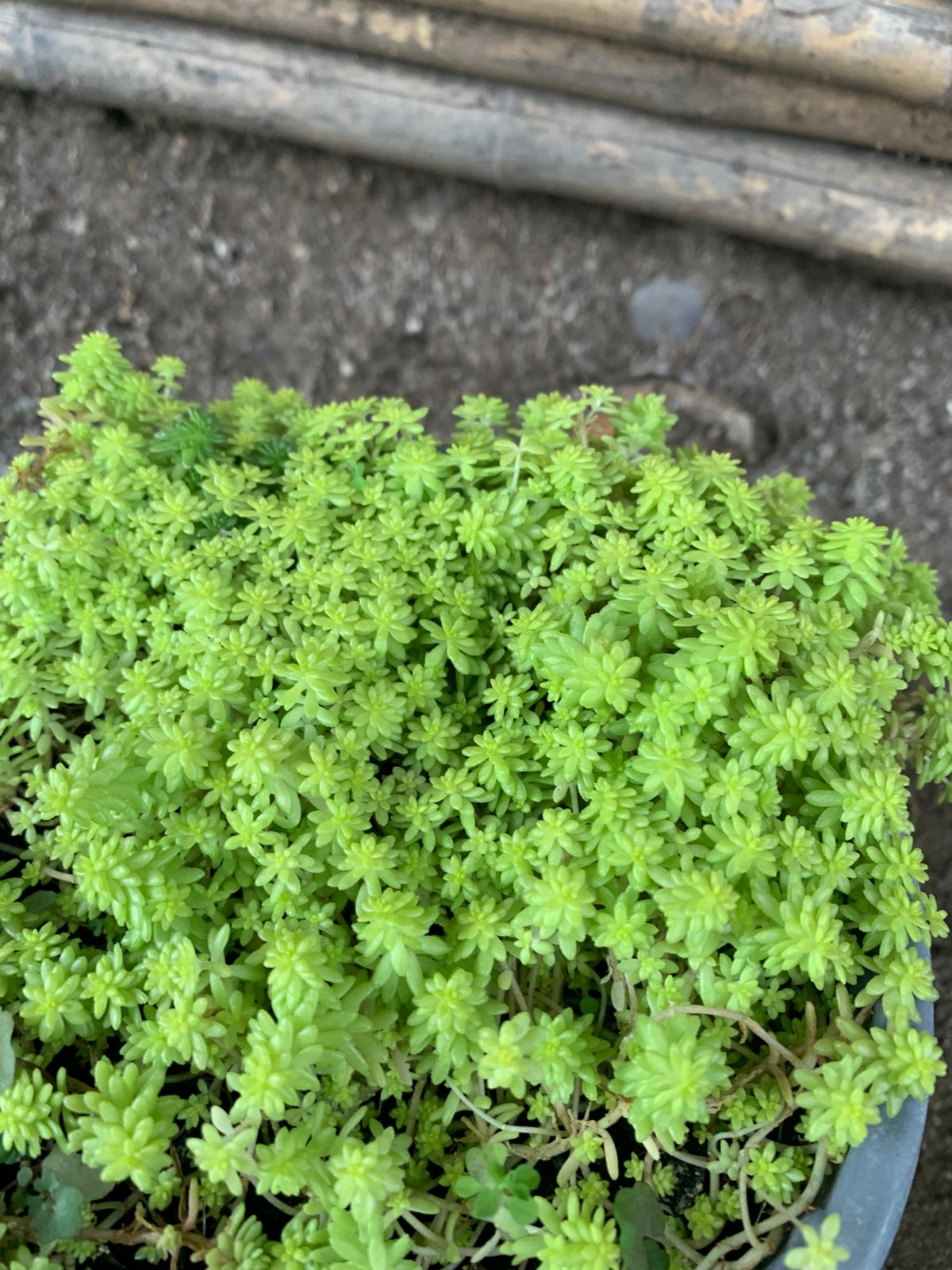 Sedum tokio