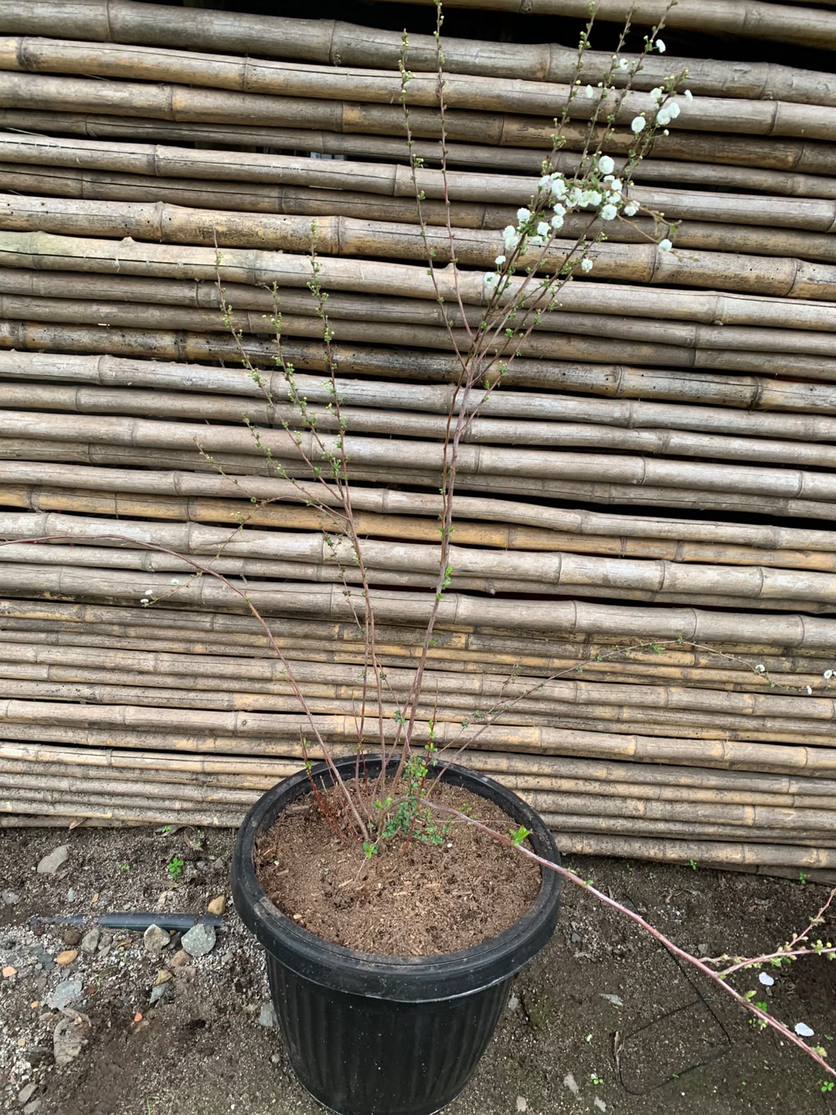 Spirea boton de camisa