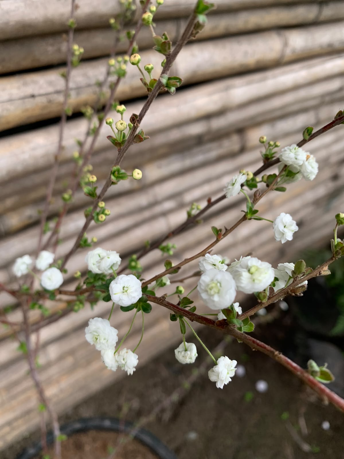 Spirea boton de camisa
