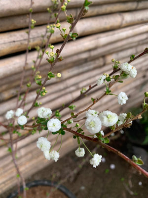Spirea boton de camisa