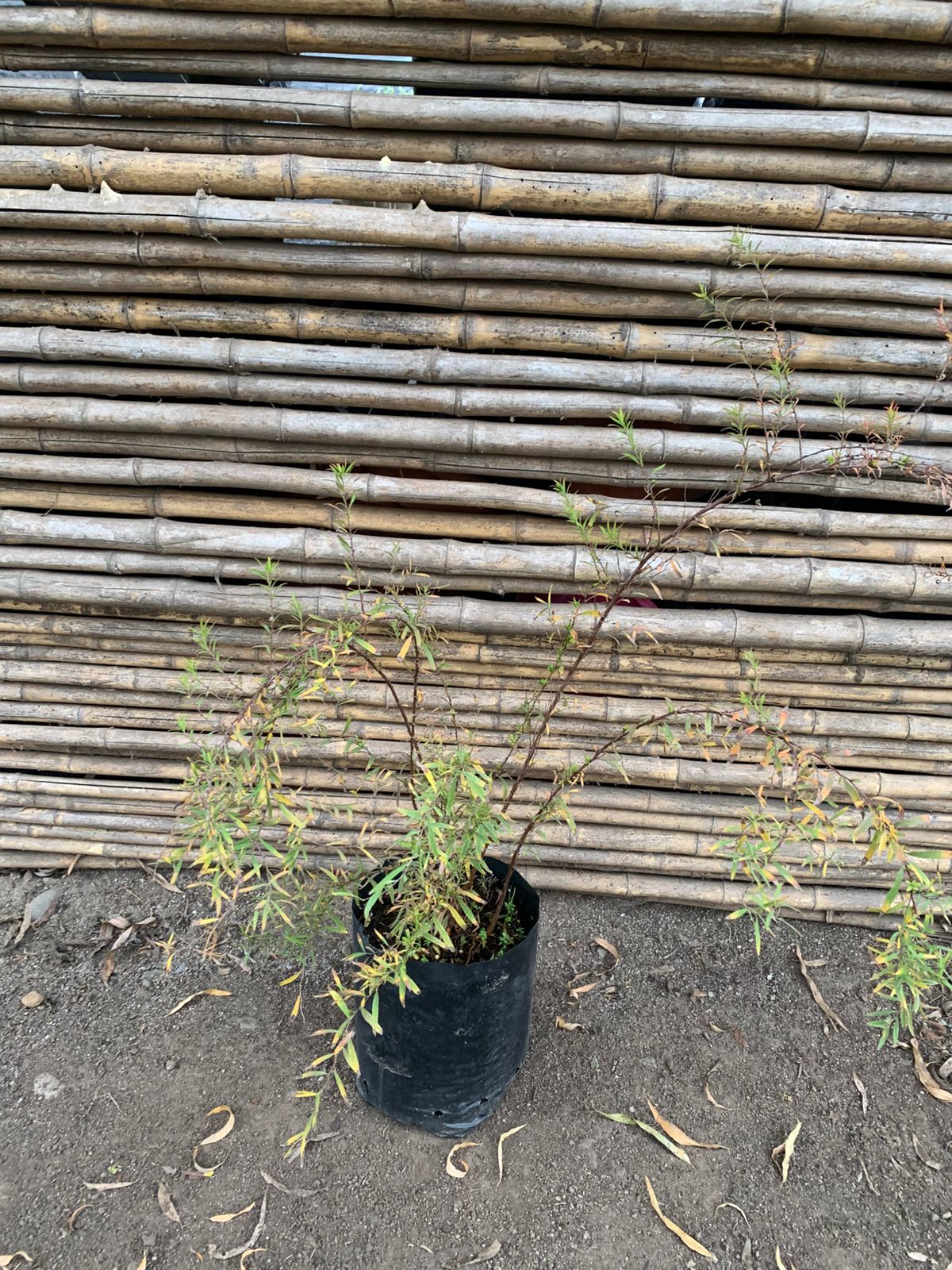 Spirea thumbergi