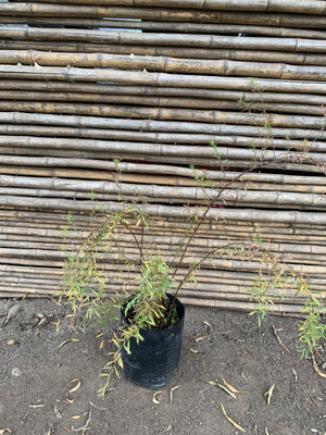 Spirea thumbergi