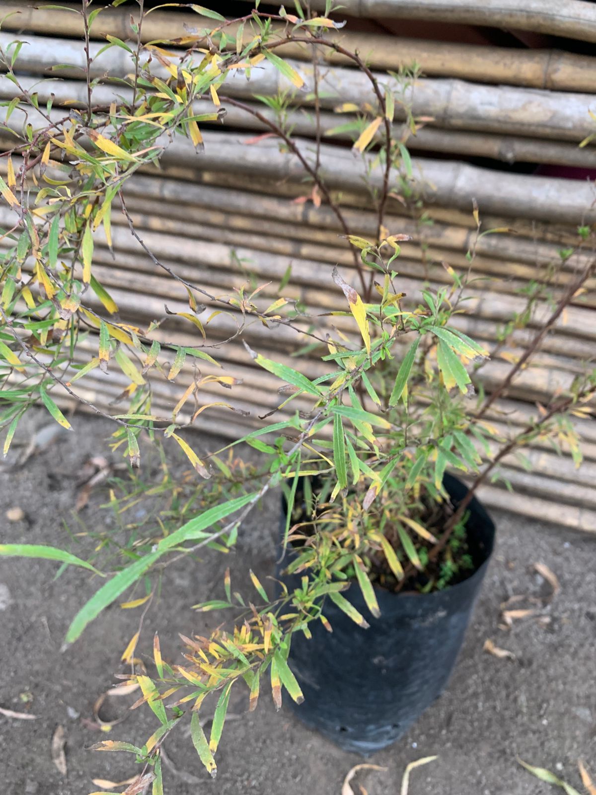 Spirea thumbergi