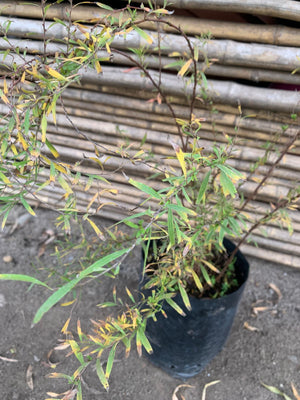 Spirea thumbergi