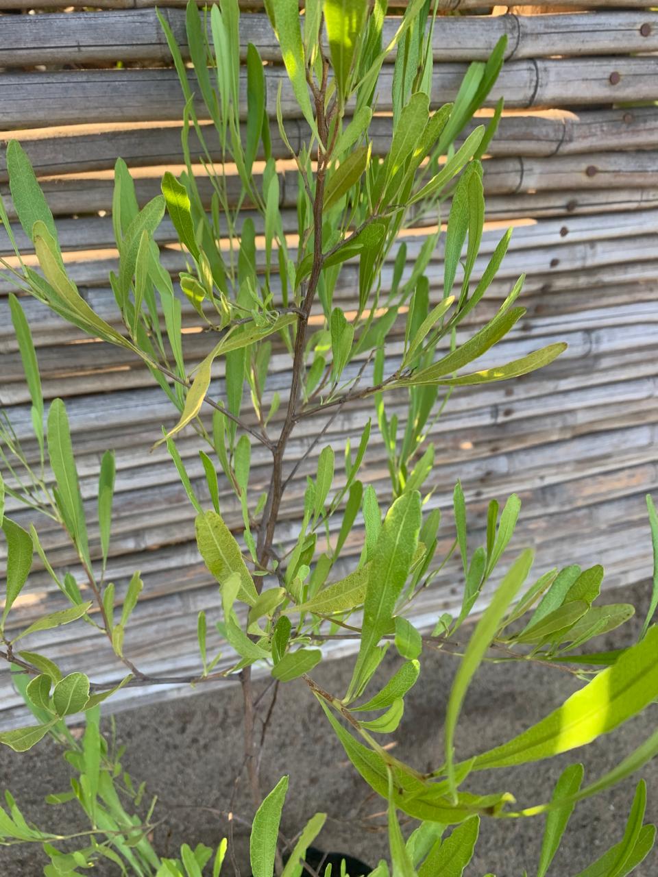 Stenocarpo