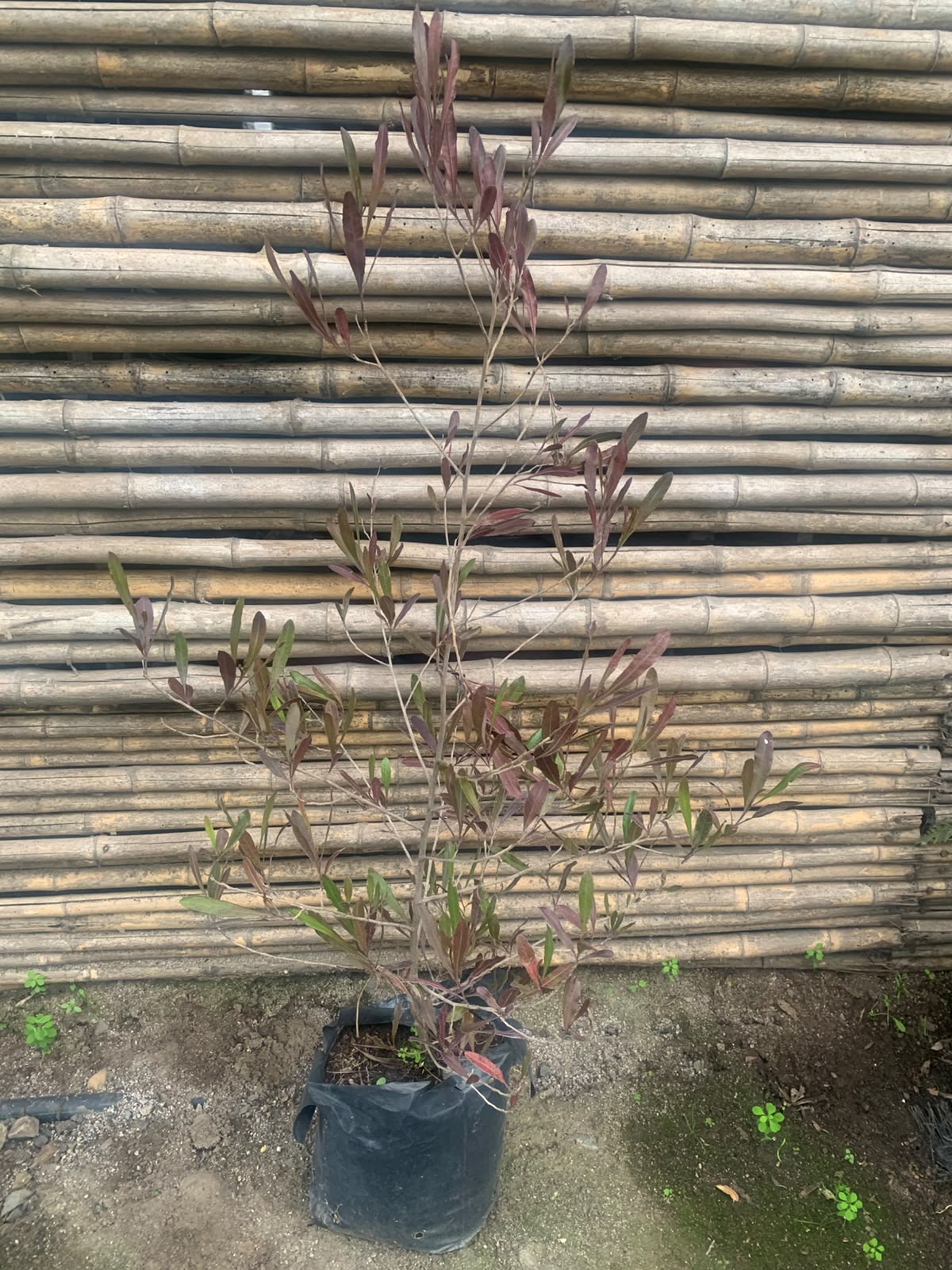 Stenocarpo rojo (80 - 90 cm)