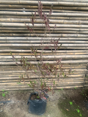 Stenocarpo rojo (80 - 90 cm)