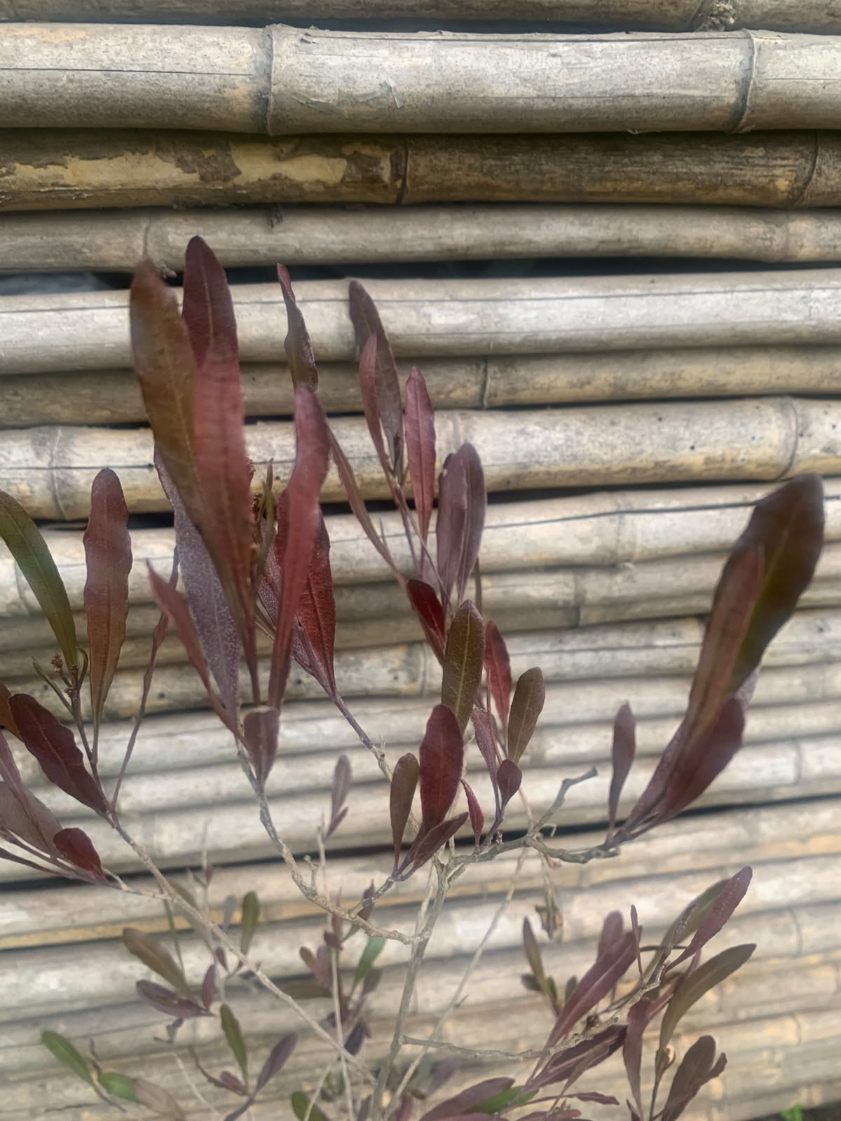 Stenocarpo rojo (80 - 90 cm)
