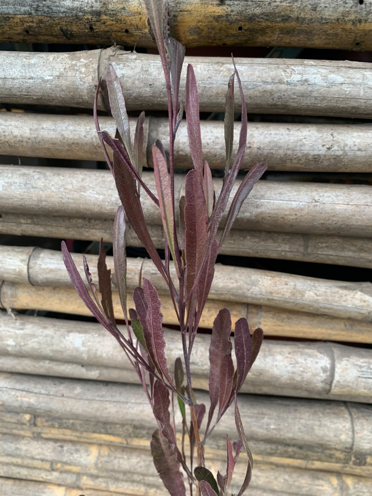 Stenocarpo rojo (80 cm)
