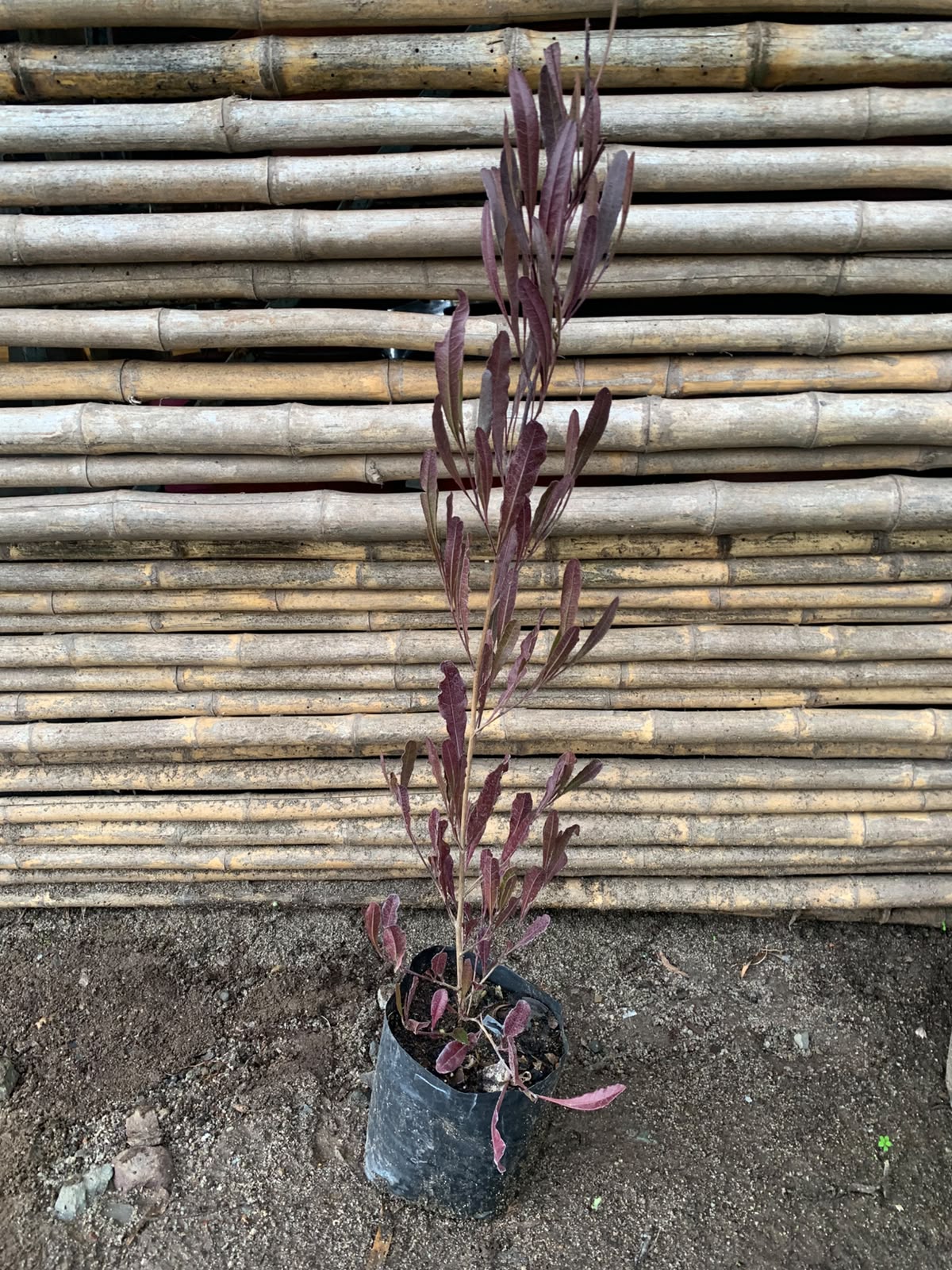 Stenocarpo rojo (80 cm)