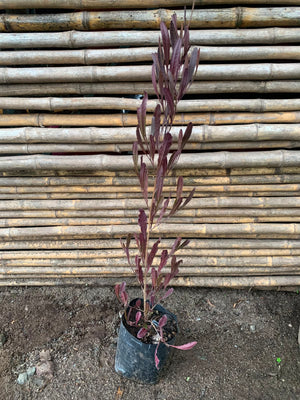 Stenocarpo rojo (80 cm)