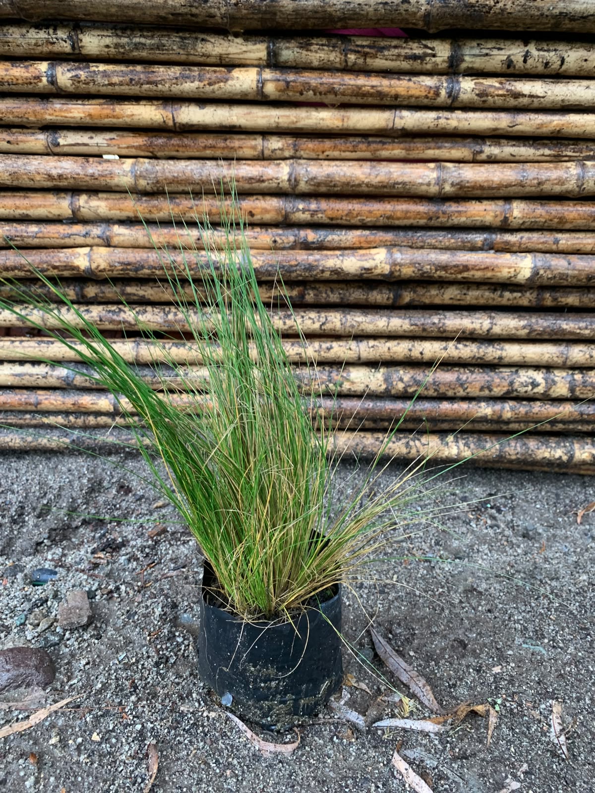Stipa