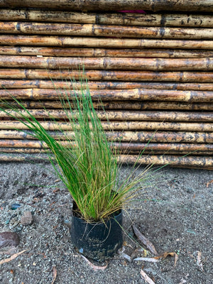 Stipa