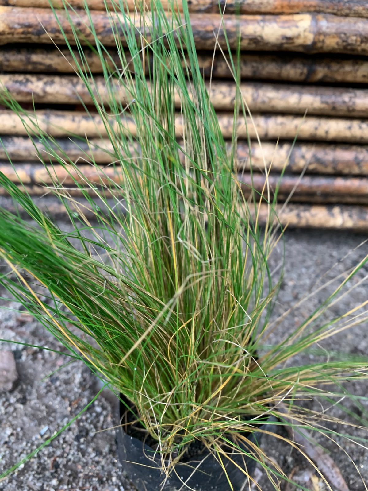 Stipa