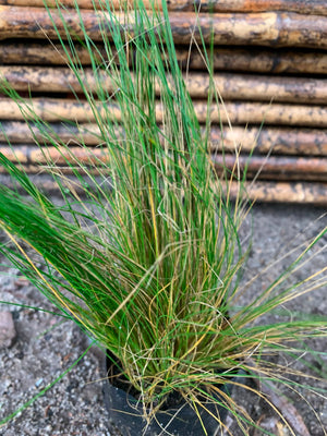 Stipa