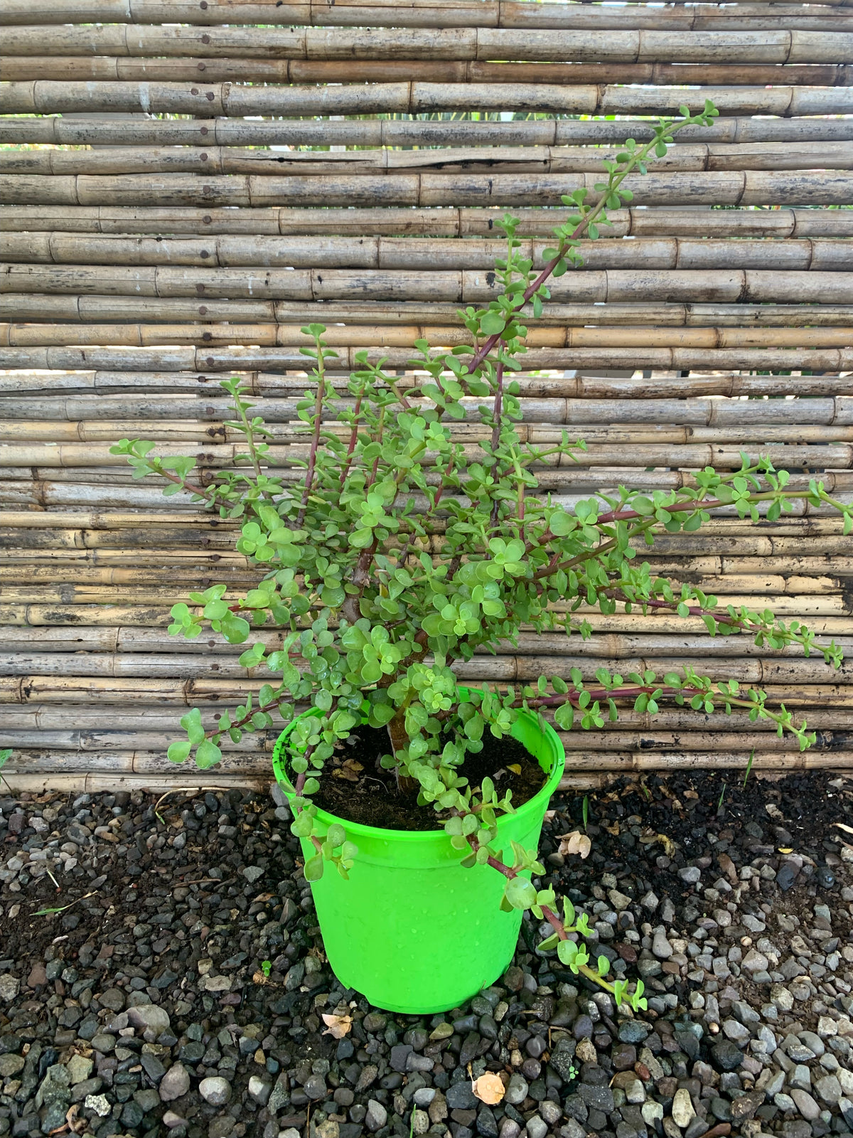 Árbol de Jade - Crassula ovata