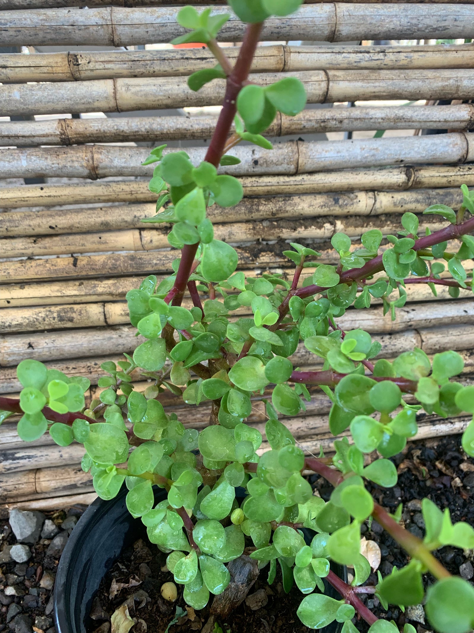 Árbol de Jade - Crassula ovata