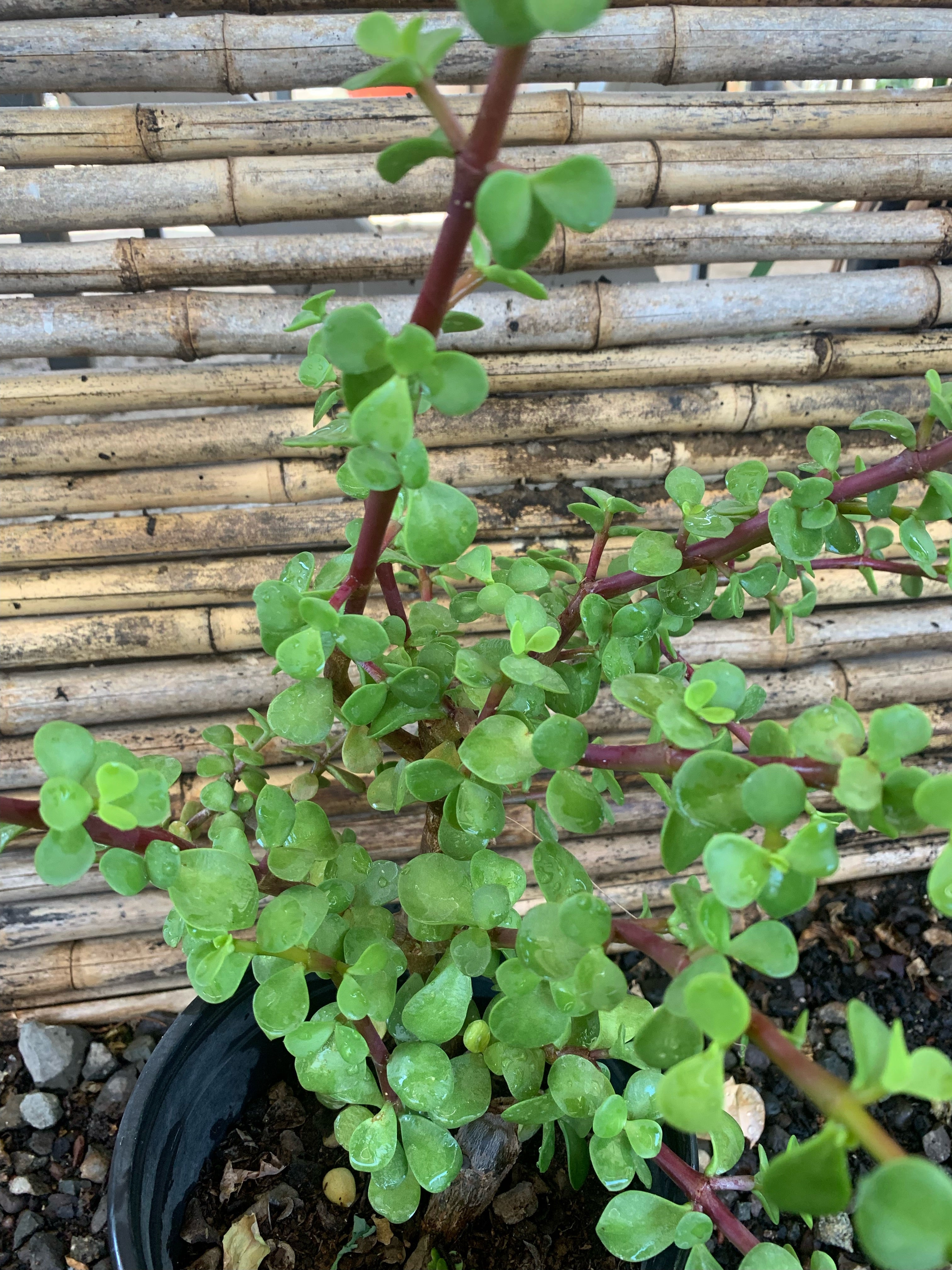 planta arbol de jade Árbol de Jade - Crassula ovata