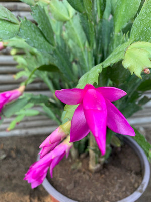 Pata de Jaiva - Schlumbergera