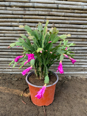 Pata de Jaiva - Schlumbergera