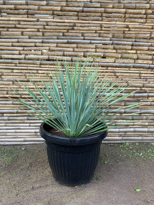 Yuca Rostrata - Yucca Rostrata (40cm.)