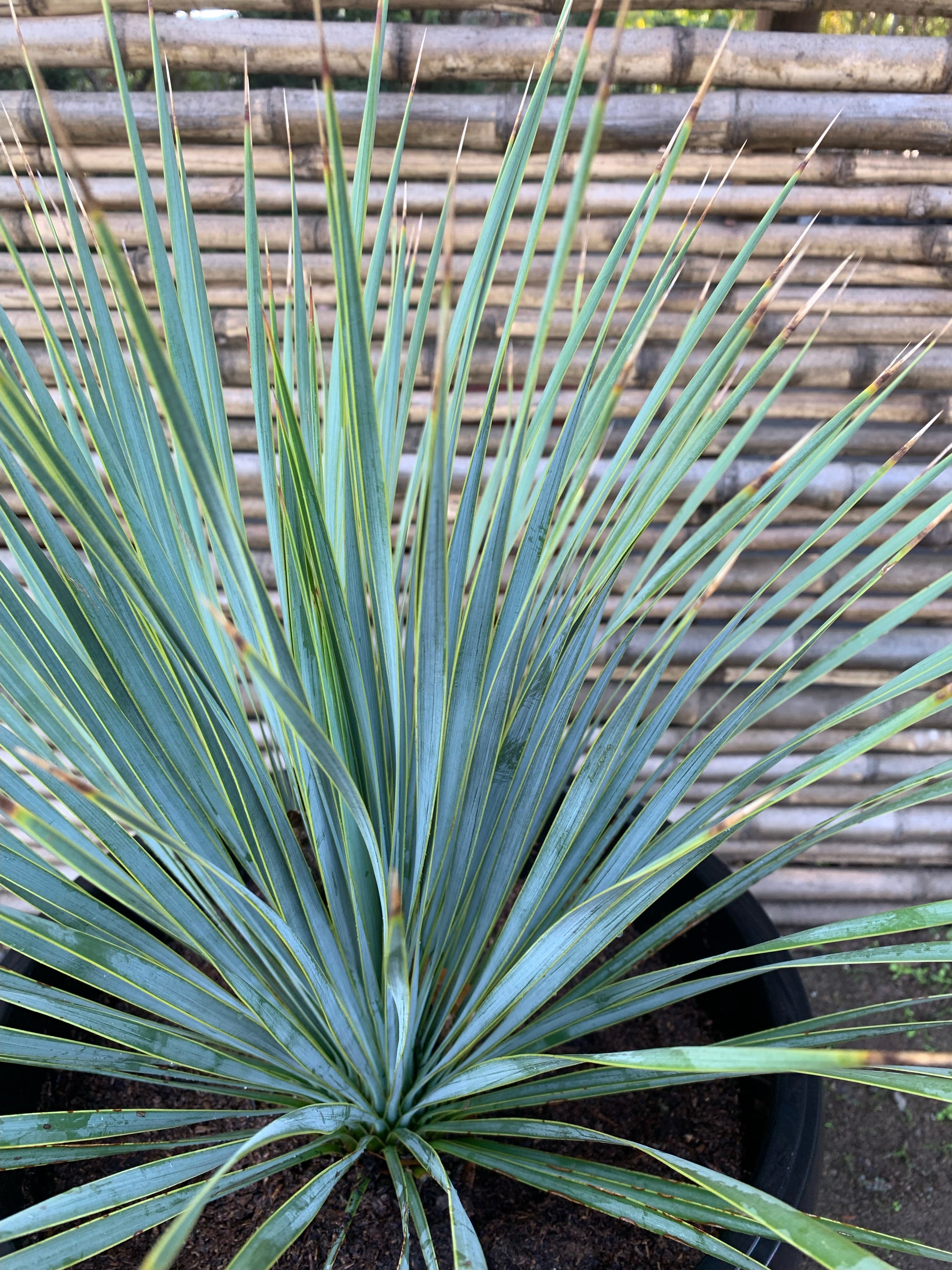 Yucca Rstrata Yuca Rostrata - Yucca Rostrata (40 cm) - Agrícola y Comercial El ...