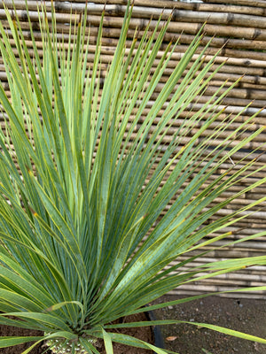 Yuca Rostrata - Yucca Rostrata (60cm.)