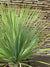 Yuca Rostrata - Yucca Rostrata (60cm.)