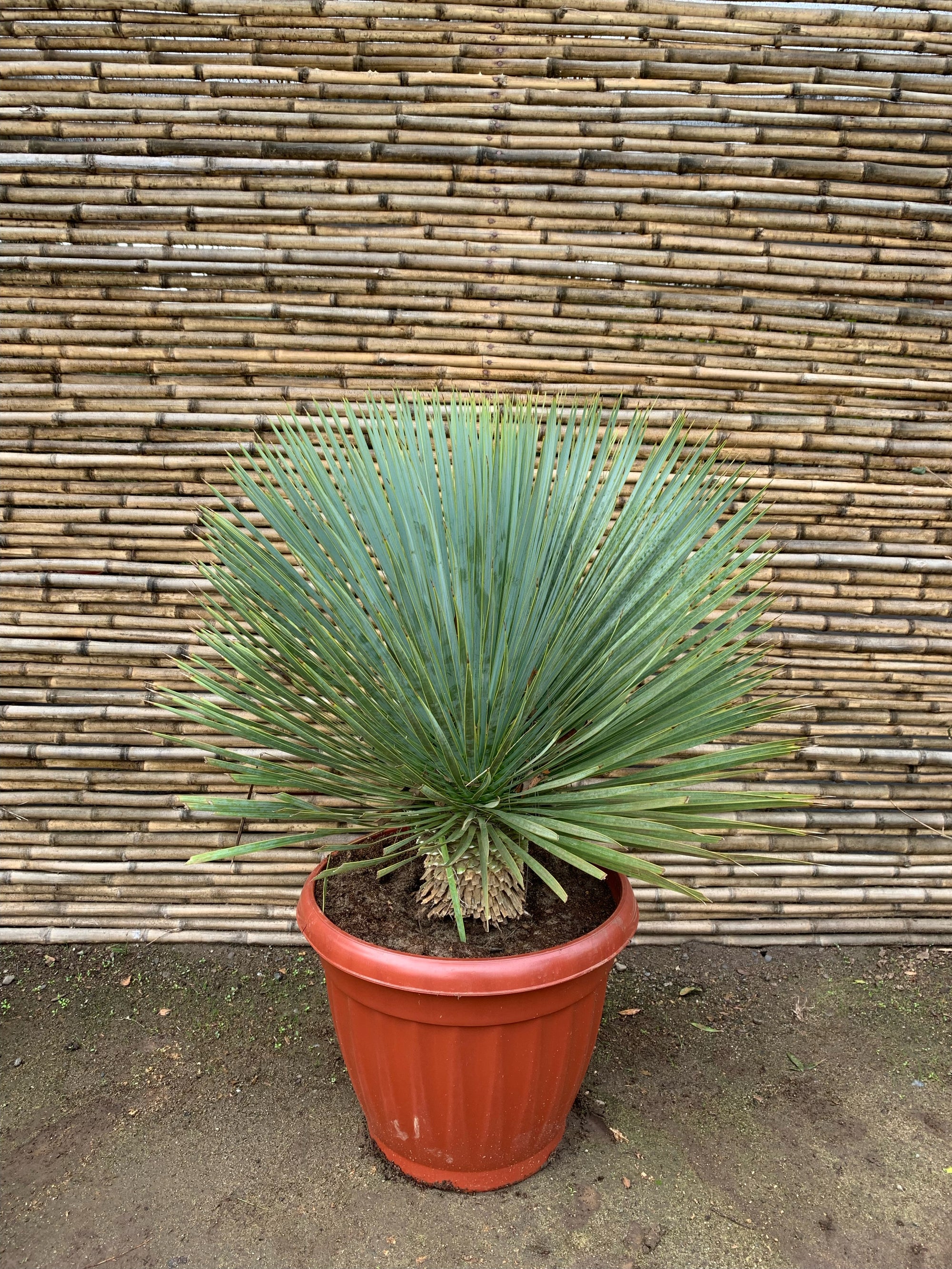 Yuca Rostrata - Yucca Rostrata (80cm.)