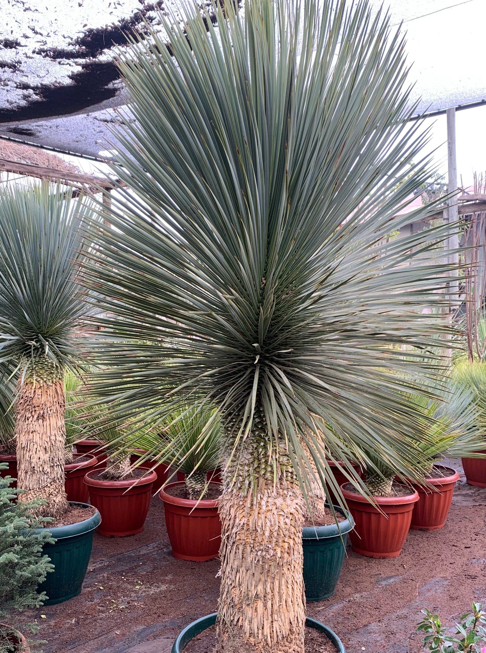 Yucca Rstrata Yuca Rostrata - Yucca Rostrata (1.6 - 1.8 m) - Agrícola y Comercial El ...
