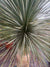 Yuca Rostrata - Yucca Rostrata (1.6 - 1.8m)