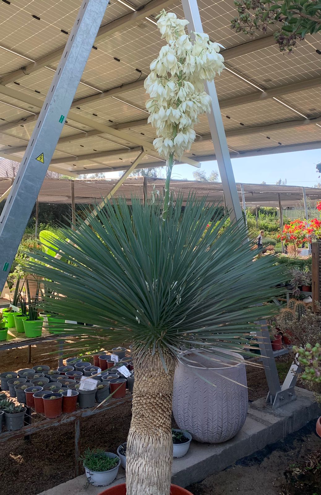 Yuca Rostrata - Yucca Rostrata (1.6 - 1.8m)