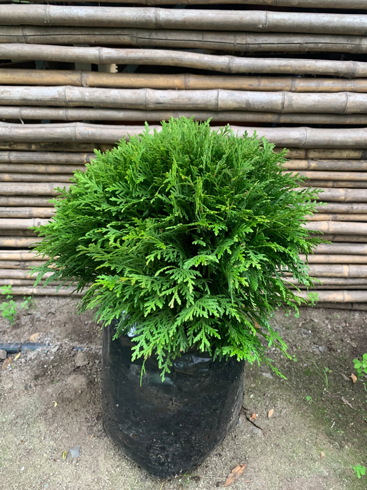 Tuya Danica - Thuja Occidentalis Dánica