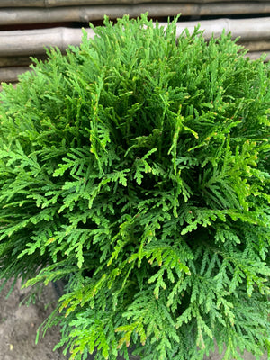 Tuya Danica - Thuja Occidentalis Dánica