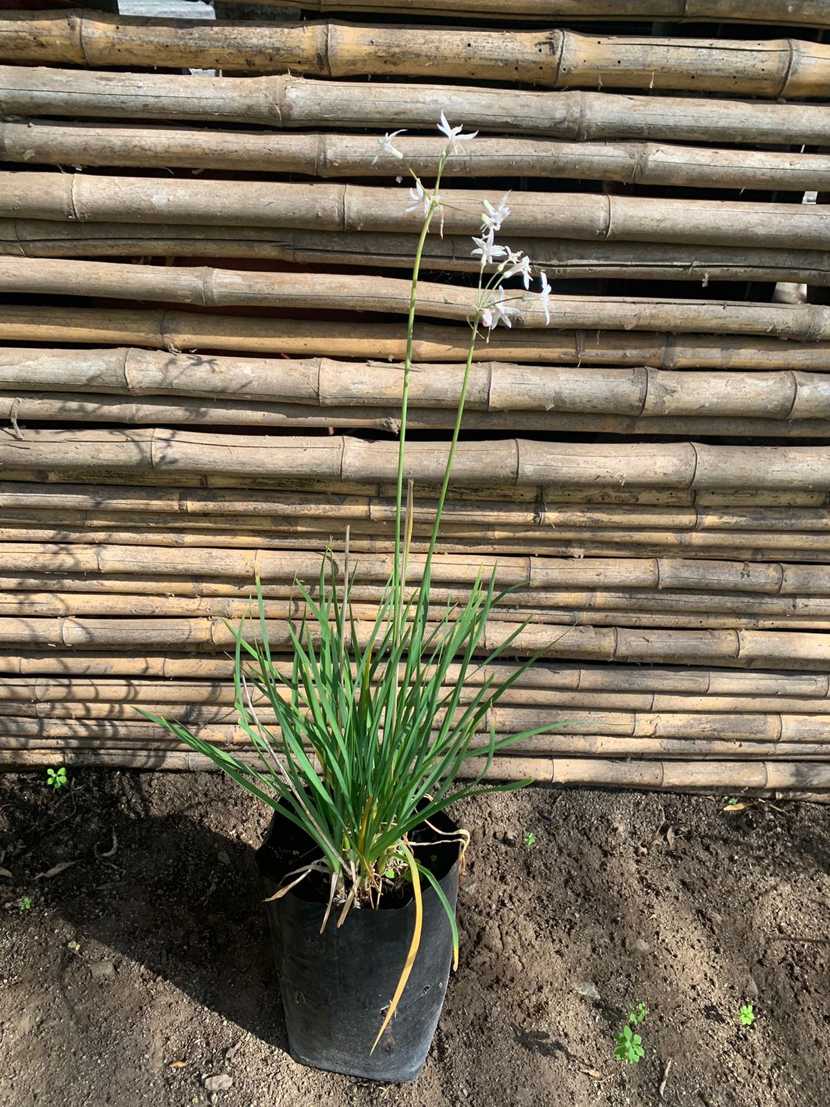 Tulbalgjia Alyum blanco