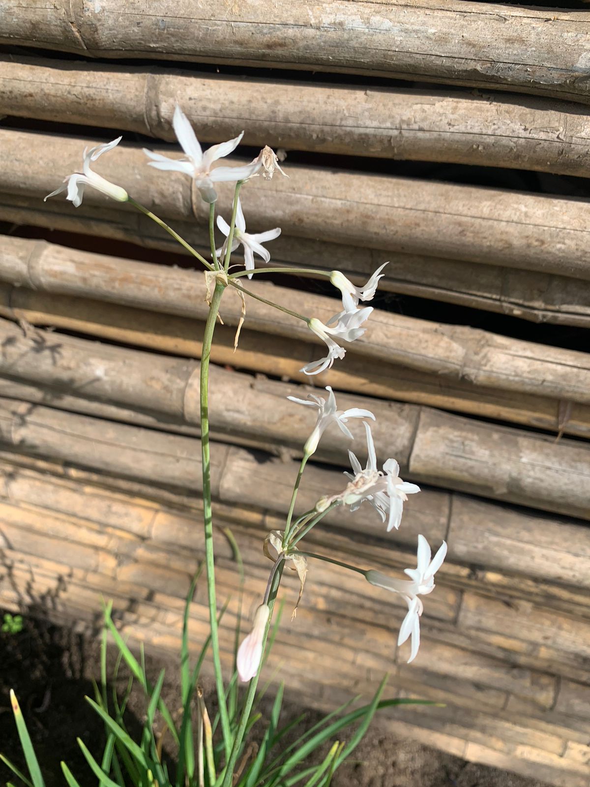 Tulbalgjia Alyum blanco