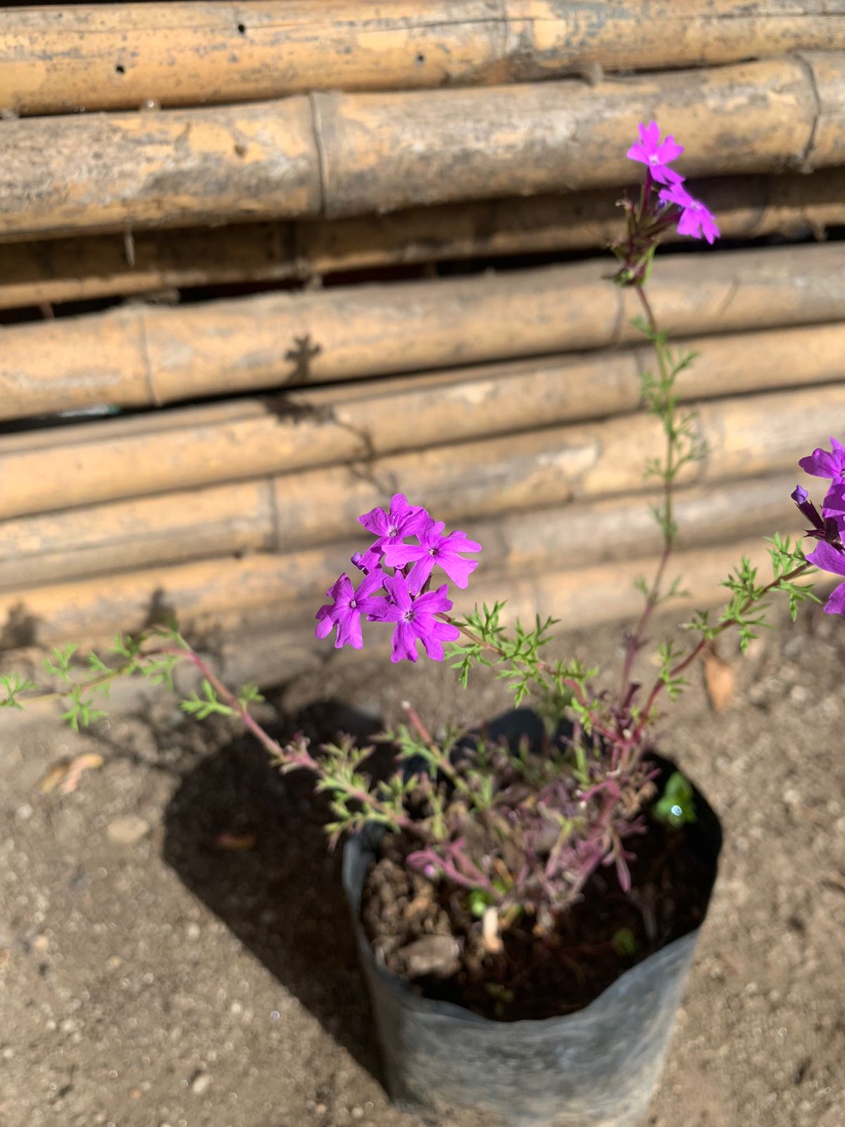 Verbena Rastrera