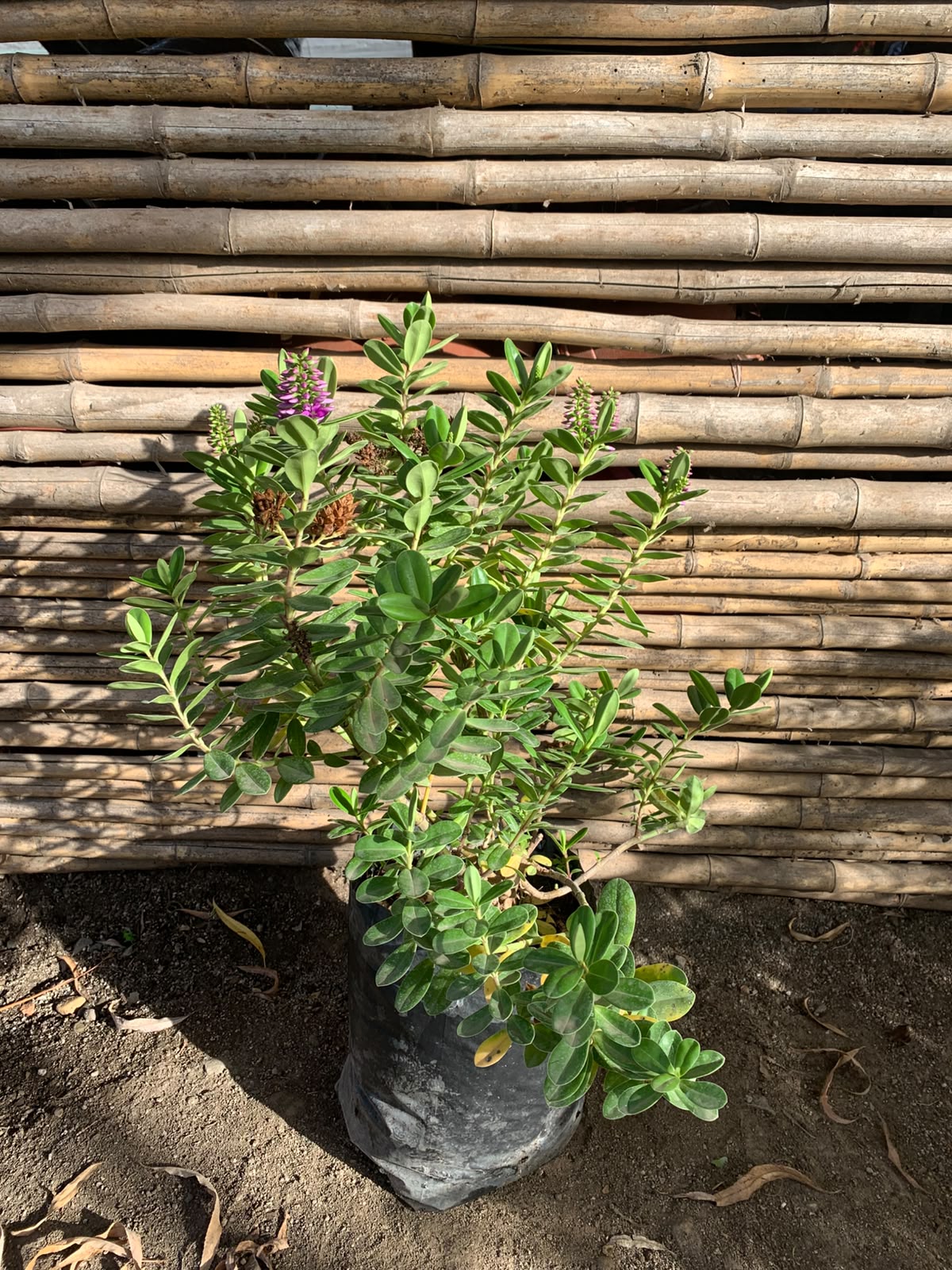 Veronica Buxifolia
