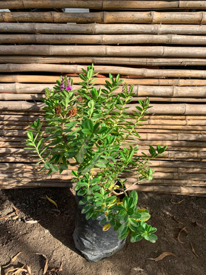 Veronica Buxifolia