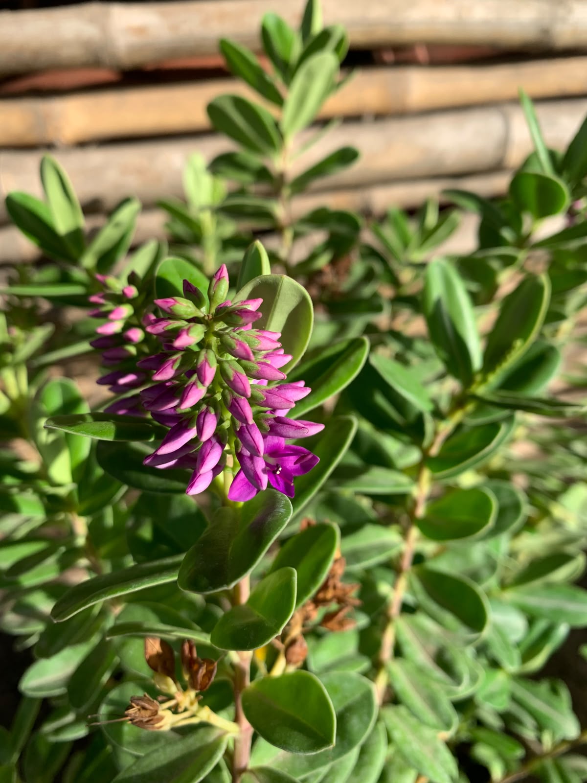 Veronica Buxifolia