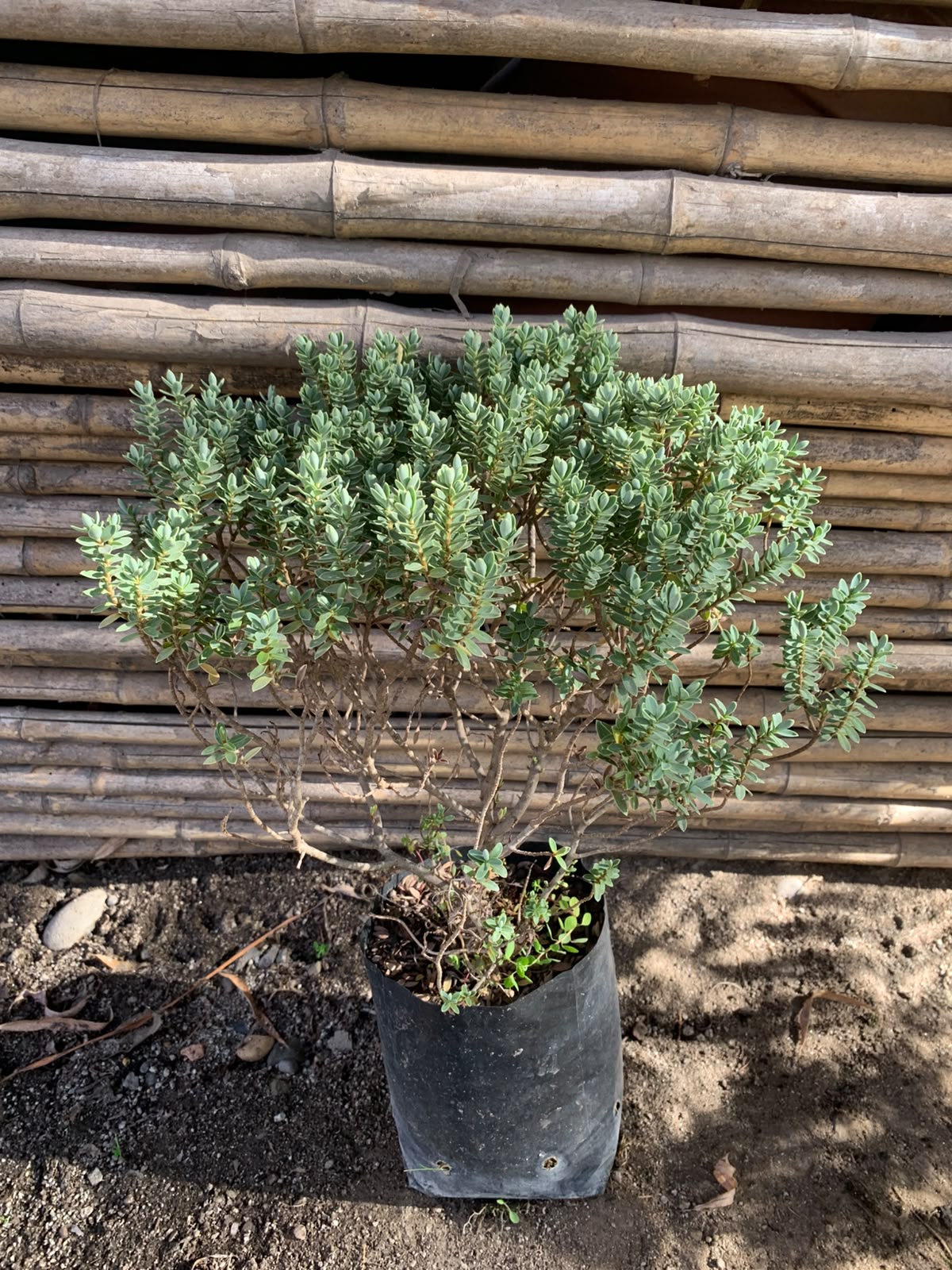 Verónica Gris - Hebe  'Waireka'