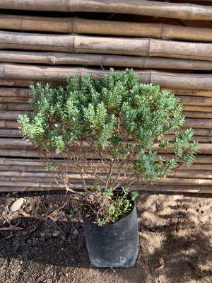 Verónica Gris - Hebe  'Waireka'