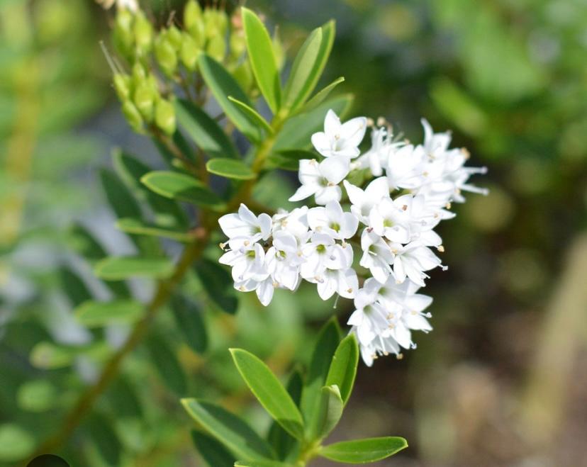 Verónica postratta blanca