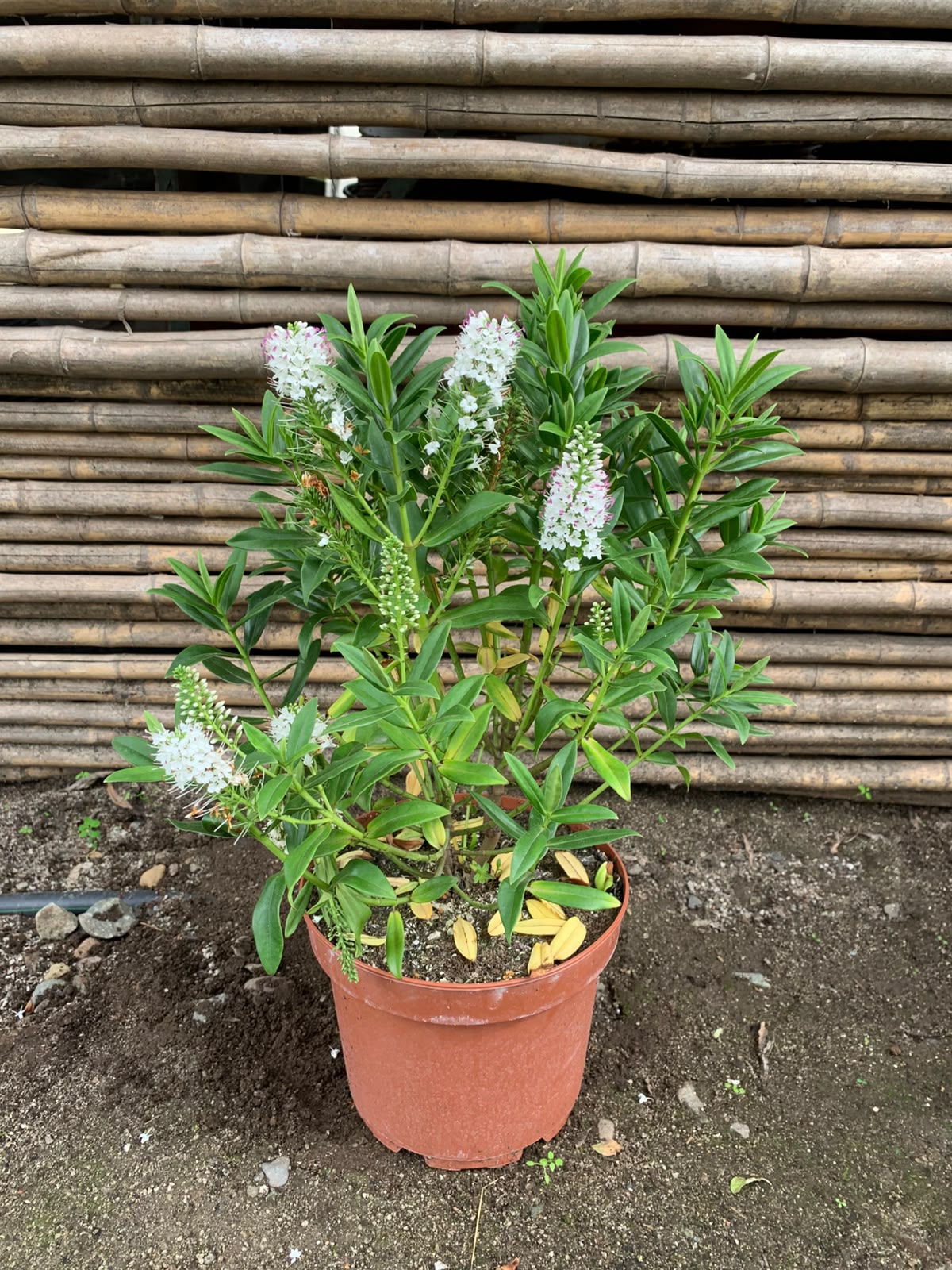 Veronica blanca