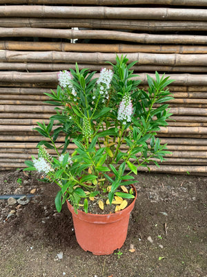 Veronica blanca