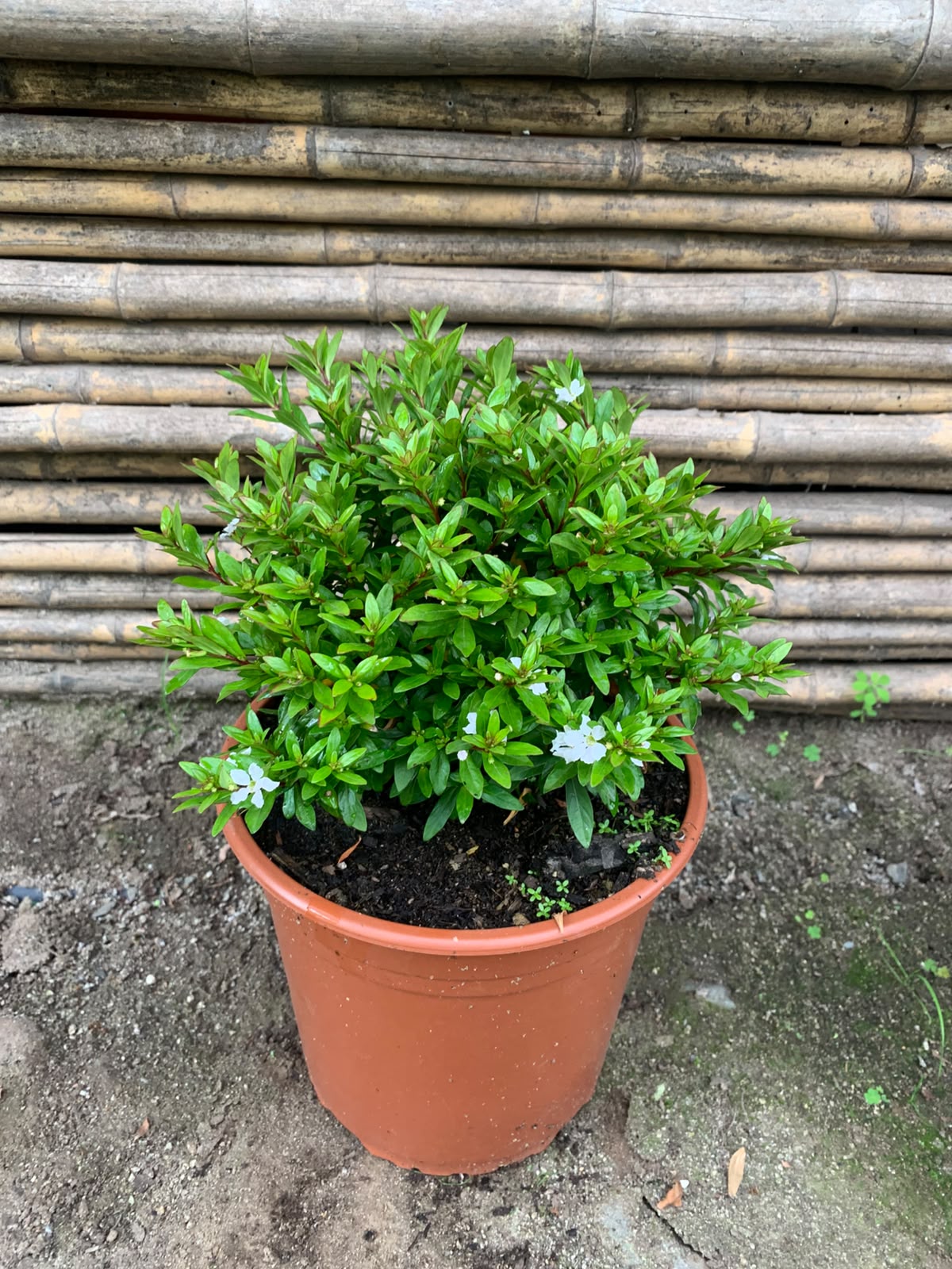Veronica colombiana blanca (20 cm)